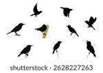 Aguiguan reed warbler bird Silhouette Design  And Vector Illustration. 