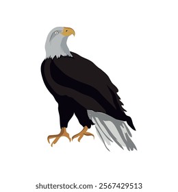 aguila calva or bald eagle simple cartoonish illustration