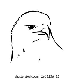 aguya vector sketch Black sketch of Booted Eagle in fly on white background.