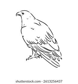 aguya vector sketch Black sketch of Booted Eagle in fly on white background.