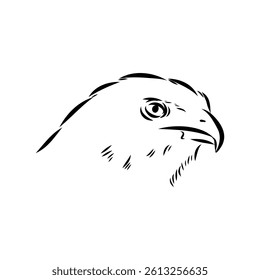 aguya vector sketch Black sketch of Booted Eagle in fly on white background.
