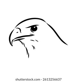 aguya vector sketch Black sketch of Booted Eagle in fly on white background.