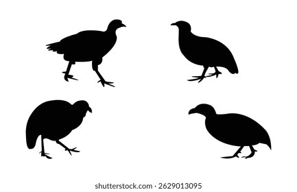 Ahanta spurfowl bird Silhouette Design  And Vector Illustration. 
