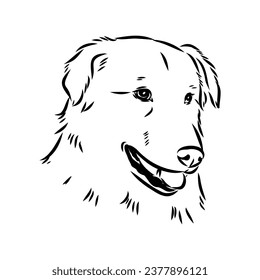 perro aidi, dibujo vectorial boceto dibujante de lápiz, carácter negro sobre fondo blanco