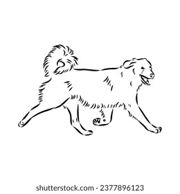 aidischer Hund, Vektorgrafik-Skizze, Zeichenwerk, schwarze Figur auf weißem Hintergrund