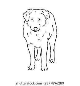 aidi dog, vector sketch outline pencil drawing artwork, black character on white background