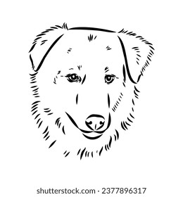 perro aidi, dibujo vectorial boceto dibujante de lápiz, carácter negro sobre fondo blanco