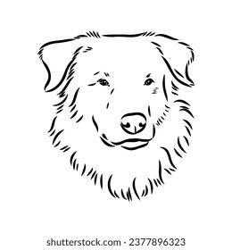aidi dog, vector sketch outline pencil drawing artwork, black character on white background