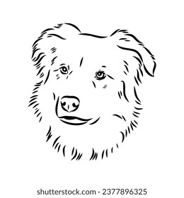 aidi dog, vector sketch outline pencil drawing artwork, black character on white background