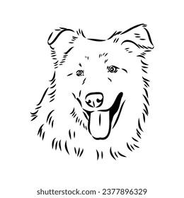 aidi dog, vector sketch outline pencil drawing artwork, black character on white background