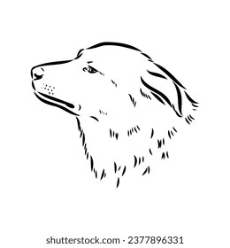 aidi dog, vector sketch outline pencil drawing artwork, black character on white background