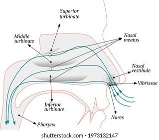 Air flow in the human nose