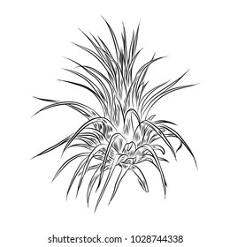 Air plant Tillandsias cactus for fashion design. Cacti mood sketchy hand drawn style illustration. Succulent terrarium element. Wild floral exotic tropical flower. Vector.