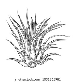 Air plant Tillandsias cactus for fashion design. Cacti mood sketchy hand drawn style illustration. Succulent terrarium element. Wild floral exotic tropical flower. Vector.