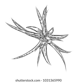 Air plant Tillandsias cactus for fashion design. Cacti mood sketchy hand drawn style illustration. Succulent terrarium element. Wild floral exotic tropical flower. Vector.