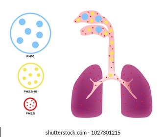 air pollution going to human lung . pm 2.5 - 10 vector