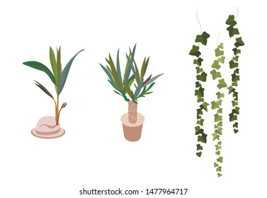 air purification green leaves trees in pots on white background illustration vector. Flat design Three separated plants of ivy, palmes for own design