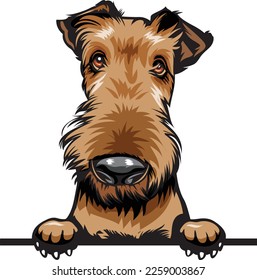 Airedale Color Peeking Dogs. Airedale dog breed. Color image of a dogs head isolated on a white background. Dog portrait, Vector illustration