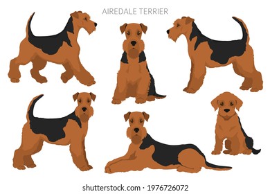 Airedale terrier, all colour clipart. Different coat colors, set. Vector illustration