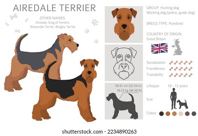 Airedale terrier all colours clipart. Different coat colors set. Vector illustration