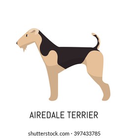 Airedale terrier. Dog, flat icon. Isolated on white background.