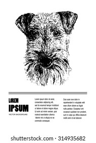 Airedale Terrier Dog on white background. Isolated. Hand-drawn vector illustration. It may be used for dog clubs, kennel clubs, backgrounds.