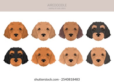 Airedale terrier Poodle mix. Airedoodle clipart. Diferentes cores de casaco definido.  Ilustração vetorial