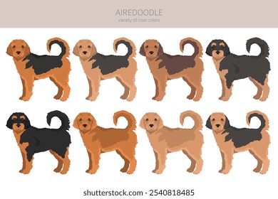 Airedale terrier Poodle mix. Airedoodle clipart. Diferentes cores de casaco definido.  Ilustração vetorial