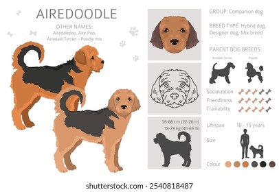 Airedale terrier Poodle mix. Airedoodle clipart. Diferentes cores de casaco definido.  Ilustração vetorial