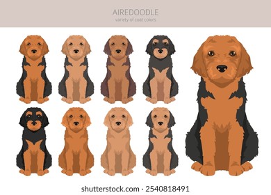 Airedale terrier Poodle mix. Airedoodle clipart. Diferentes cores de casaco definido.  Ilustração vetorial