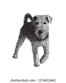 Airedale terrier sketch vector graphics. Black and white line art vector illustration. Hand drawn dog sketch, doodle. Pet image, poster background. Decorative animal portrait, isolated.
