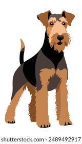 Airedale terrier. Vector isolated illustration.