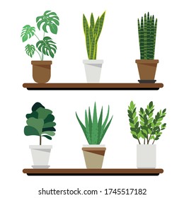 Air-filtering and purifying plants including Monstera, Snake plant, Sansevieria cylindrica, Fiddle fig, Aloe Vera and Zanzibar gem Humidifier houseplant for healthcare concept.