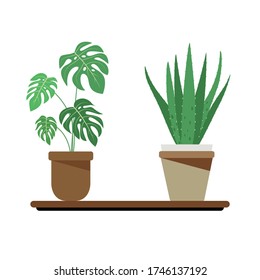 Air-filtering and purifying plants including Monstera  and Aloe Vera . Humidifier houseplant for healthcare concept.
