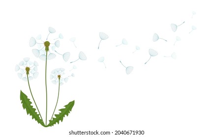 airy fading white dandelion. flat vector illustration isolated on white background