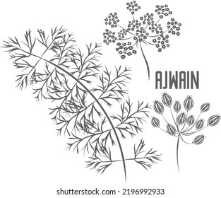 Semillas de Ajowan y silueta vectorial de flores. Estem de Trachyspermum ammi herbario medicinal. Ilustración de silueta de semillas y paraguas de Ajwain para productos farmacéuticos y cocina. Hierba de carom en silueta