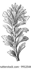 Ajuga o Bugleweed o Ground pine pine o Carpet bugle, ilustración vintage grabada. Diccionario de palabras y cosas - Larive y Fleury - 1895.