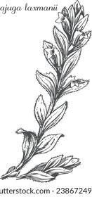 ajuga laxmanii, ajuga branch, vector drawing, black and white image of ajuga, ajuga on a transparent background