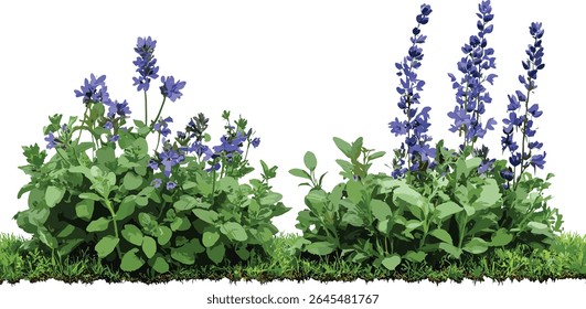 Ajuga reptans e Mazus reptans misturam-se, folhagem de cobertura de solo vívida, jardim perene herbáceo, flores azul roxo, alternativa de gramado de baixa manutenção, ilustração vetorial, textura verde.