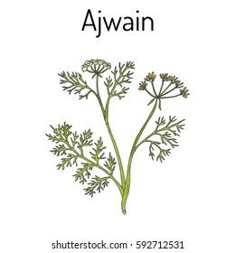 Ajwain (trachyspermum ammi), or ajowan caraway, bishop weed, carom - spice herb. Hand drawn botanical vector illustration