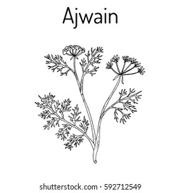 Ajwain (trachyspermum ammi), or ajowan caraway, bishop weed, carom - spice herb. Hand drawn botanical vector illustration