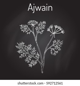 Ajwain (trachyspermum ammi), or ajowan caraway, bishop weed, carom - spice herb. Hand drawn botanical vector illustration
