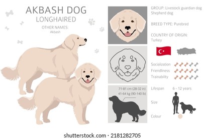 Akbash dog longhaired clipart. Different poses, coat colors set.  Vector illustration