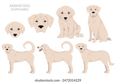 Akbash perro Clipart de pelo corto. Diferentes poses, colores de la capa establecidos.  Ilustración vectorial