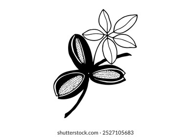 Akebia, chocolate liana. Vector stock illustration eps 10. hand drawing. out line.