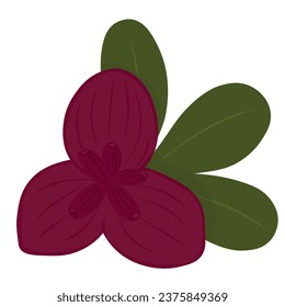 akebia flower. An Asian plant. Chocolate vine. Liana. Vector stock illustration. isolated on a white background.