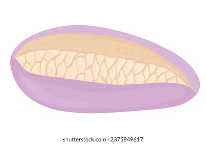 akebia fruit is sweet. An Asian plant. Chocolate wine. Liana. Vector stock illustration. isolated on a white background.