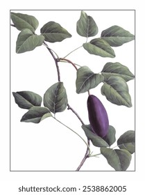 Akebia trifoliata Koidz, hand-painted floral and botanical painting, hand-painted herbal painting, natural herbs.