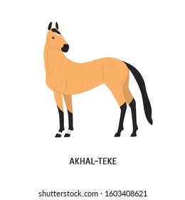 Akhal-Teke breed horse flat vector illustration. Beautiful equine, palfrey, blood-horse. Hoss breeding concept. Arabian steed, Turkmen horse, hoofed animal isolated on white background.