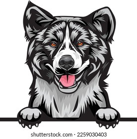 Akita Color Peeking Dogs. Color image of a dogs head isolated on a white background. Dog portrait, Vector illustration